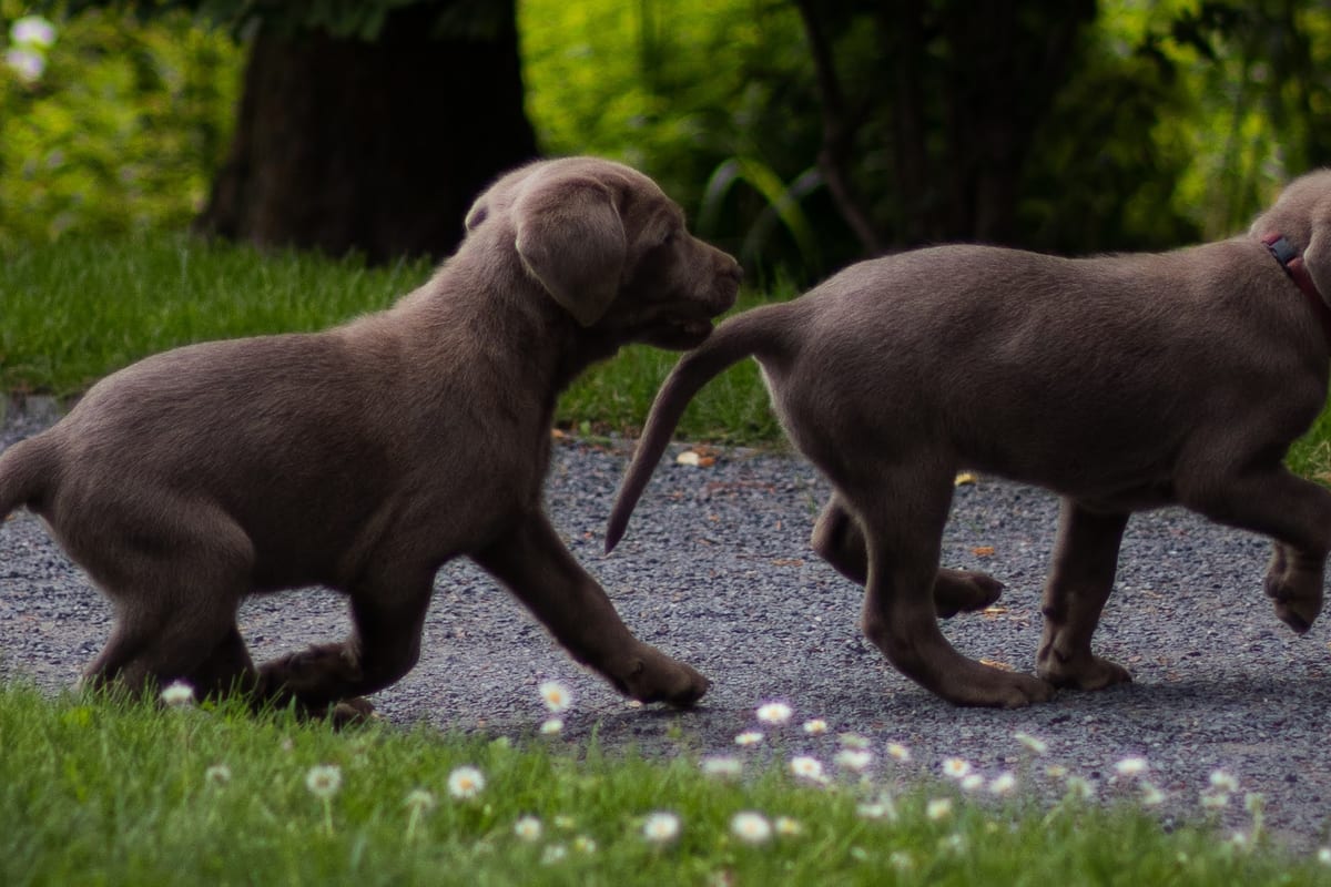 Deux chiots labrador gris qui se courent après dehors