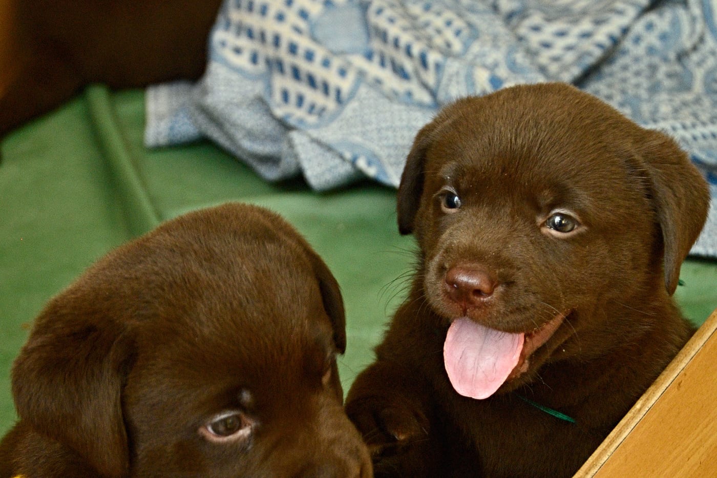 Deux chiots labrador chocolat joueurs, langue sortie