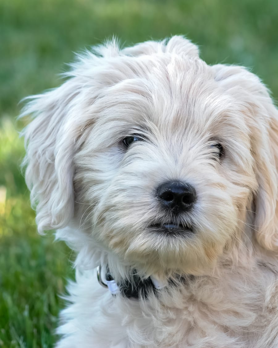 Chiot goldendoodle blond au regard attendrissant, dans l'herbe